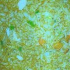 Best Chicken Fried Rice in Katy, TX